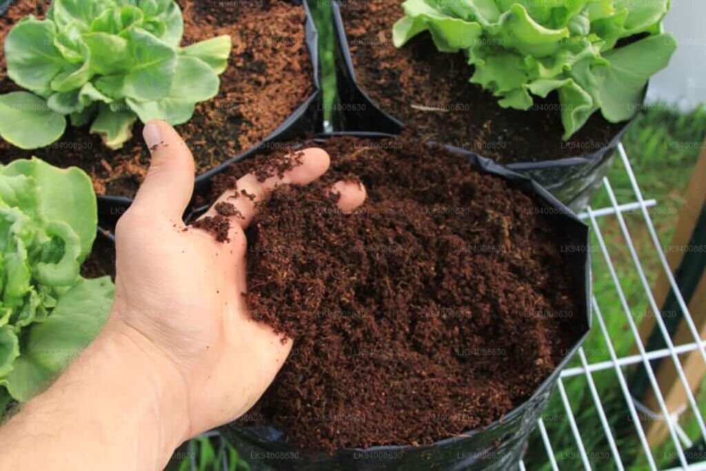 Cocopeat Kullanımı İle İlgili İpuçları