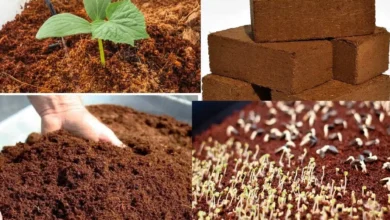 Topraksız tarımda Cocopeat (Kokopit) nedir, ne işe yarar?